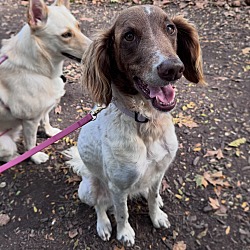 Attie, Mixed breed