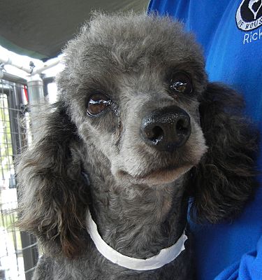 Houston Tx Poodle Miniature Meet Valentino A Pet For Adoption Adopted
