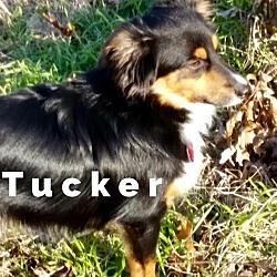 Thumbnail photo of Tucker #1