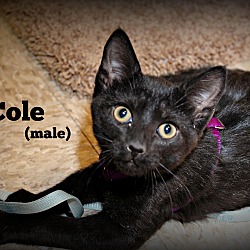 Thumbnail photo of Cole #4