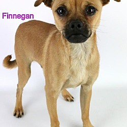 Photo of Finnegan
