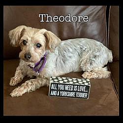 Thumbnail photo of Theodore #1