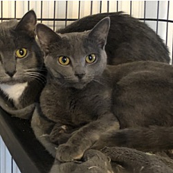 anjule russian blues