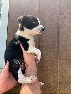 Kansas City, MO - Border Collie/Border Collie. Meet Lizzy a Pet for ...