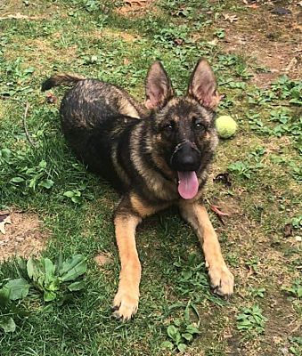 Forest Hill, MD - German Shepherd Dog. Meet Jaeger a Pet for Adoption ...