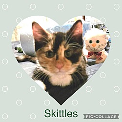 Photo of Skittles