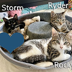 Thumbnail photo of 🎉 Storm cuddly soft playful #2