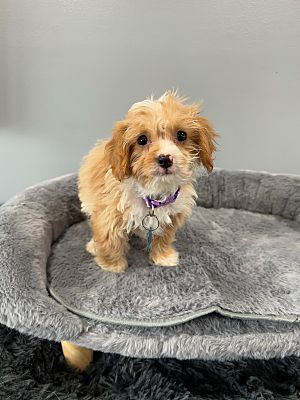West Milford, NJ - Cavapoo. Meet Parliament a Pet for Adoption ...