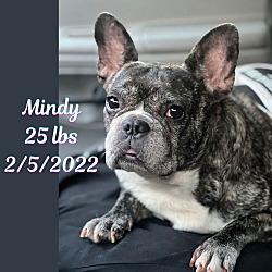 Thumbnail photo of Mindy #2