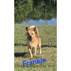 Thumbnail photo of Frankie #1