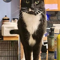 adopt a pet