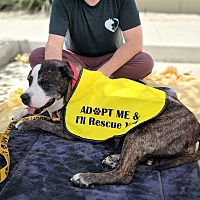 adopt a pet
