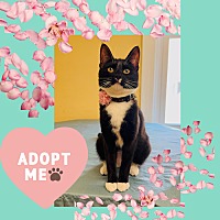 adopt a pet