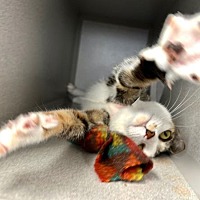 adopt a pet