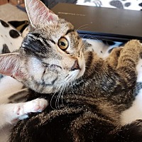 adopt a pet