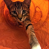 adopt a pet