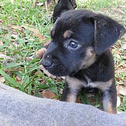 Thumbnail photo of Sophia ~ Puppy! #3