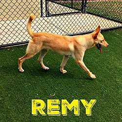 Thumbnail photo of Remy (fostered in Texas) #1