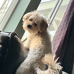 Photo of Oso