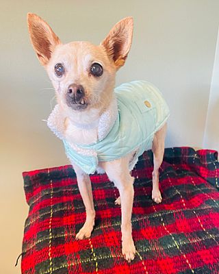 Seattle, WA - Chihuahua. Meet ELAINE a Pet for Adoption - AdoptaPet.com