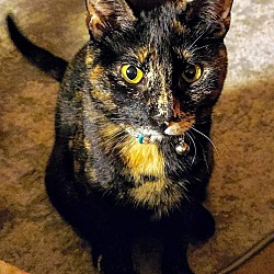 Thumbnail photo of Spicy Olive #2