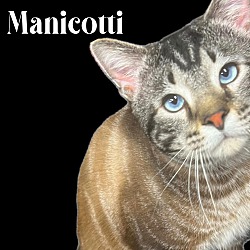 Thumbnail photo of Manicotti #1