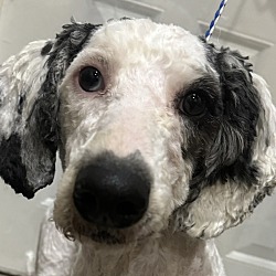 Photo of Sean season MOYEN POODLE