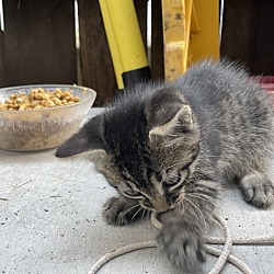 Thumbnail photo of Tabby Kitten Pair #2