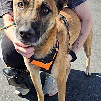 adopt a pet