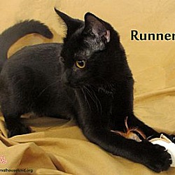 Thumbnail photo of Runner #3