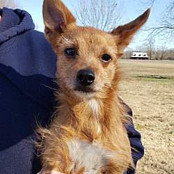 Beebe Humane Society's Desperate House Dogs (NH) in Salem, New Hampshire