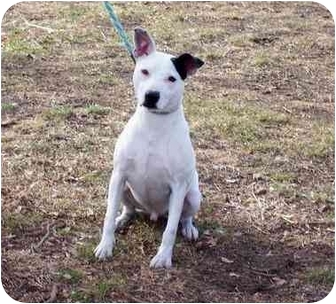 bull terrier dalmatian mix