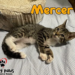 Thumbnail photo of Mercer #1