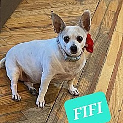 Photo of Fifi