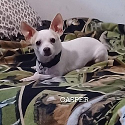 Thumbnail photo of Casper and Cinnamon #1