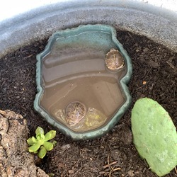 Thumbnail photo of Hatchling three toed box turtles #4