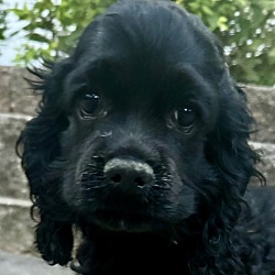 Thumbnail photo of Cocker Spaniel Sampson #1