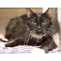 adopt-pet