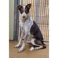 adopt-pet