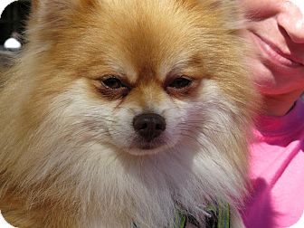 georgia pomeranian rescue