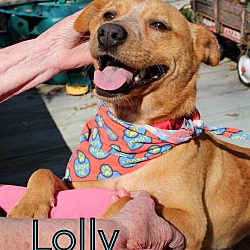 Thumbnail photo of Lolly #1