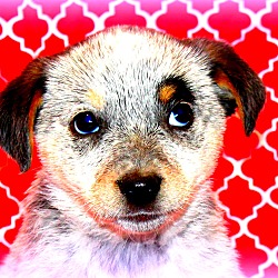 Thumbnail photo of Starla~adopted! #1