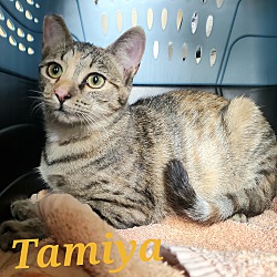 Thumbnail photo of Tamiya #2