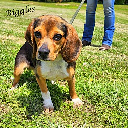 Thumbnail photo of Mr. Biggles~adopted! #1
