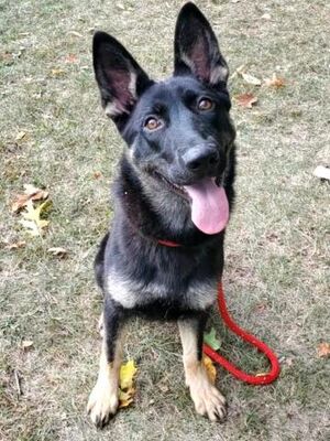 Clinton Township, MI - German Shepherd Dog. Meet LIBERTY a Pet for ...