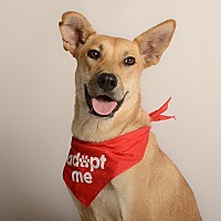 adopt a pet