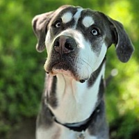 adopt a pet