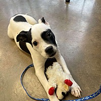 adopt a pet