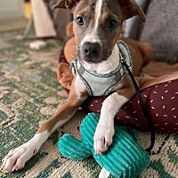 adopt a pet