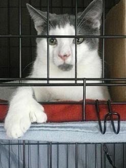 Clarkson Ky Domestic Shorthair Meet Mitts Mcgillicuddy A Pet For